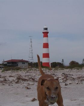bundy dog