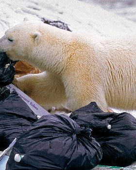 header-polar-bear-plastic