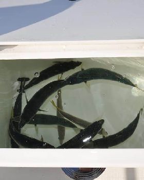 live-bait-tank-1
