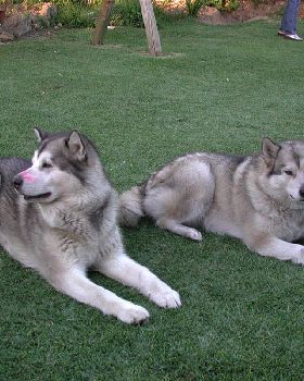 My Dogs