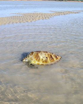 Turtle - Tide Out - Town Beach