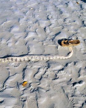 Sea Snake - Town Beach - Broome