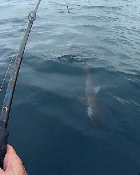 shark