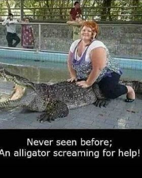 aligator