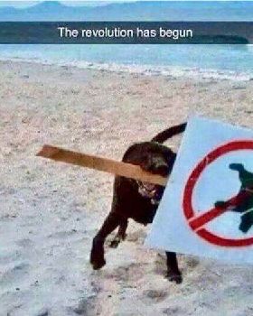 the revolution