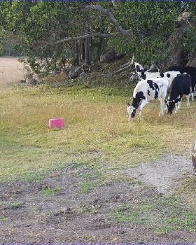Cattle 01