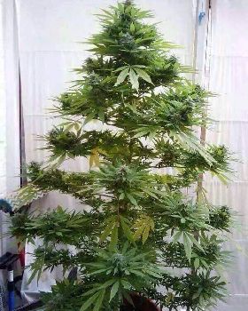 xmas tree