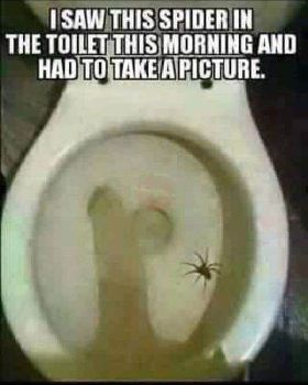 spider