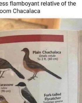 plain chakalaka
