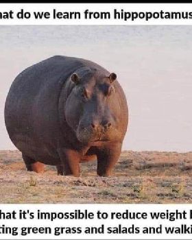 hippo