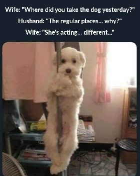 dog1