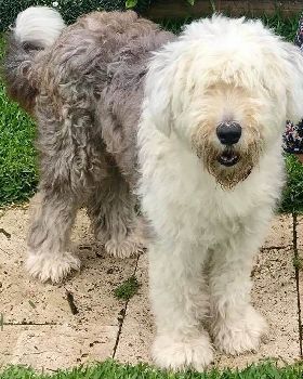 Ella fluffy