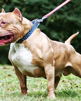 muscle dog