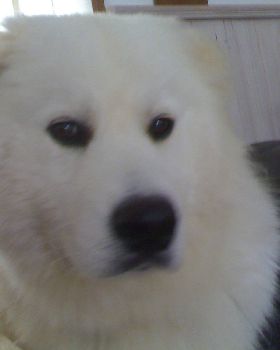 Alfie