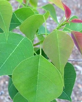 triadicasebifera15