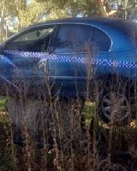 car on tree