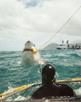 Great White Caught