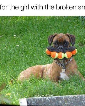 ball dog