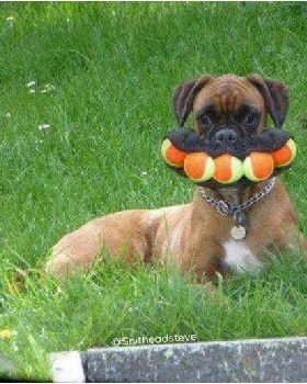 ball dog