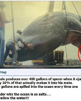 Gulp