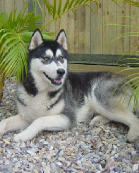 koz the power dog