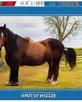 367914090-jigsaw puzzle, featuring a photo of a obnoxious looking, but otherwise kind-hearted shire 