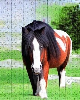 4277482072-jigsaw puzzle, featuring a photo of a obnoxious looking, but otherwise kind-hearted shire