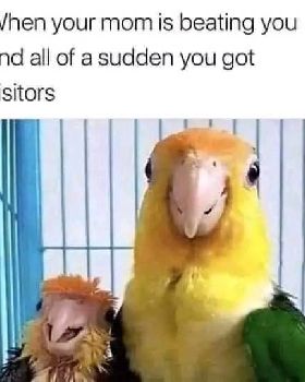 45820993010365877751399414215507348551328108n