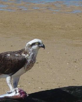 osprey feeding