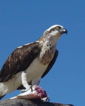 osprey feeding