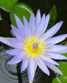 water lily