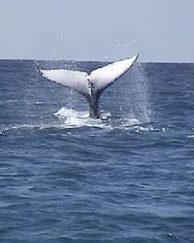 whale tail