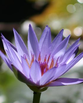 water lily