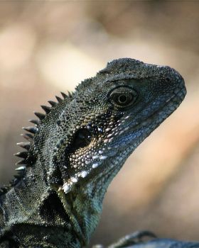 water  dragon