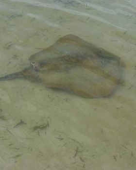shark bitten ray