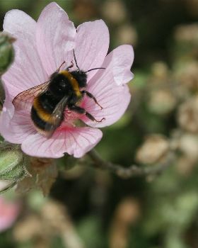 bumble bee