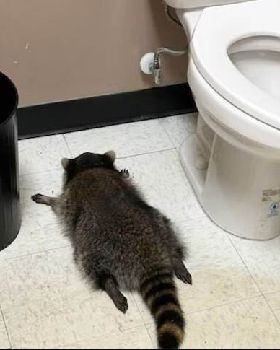 Raccoon