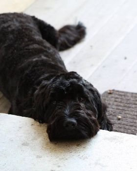 Puppy!