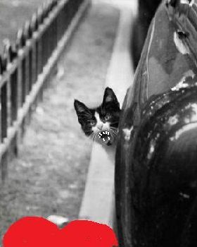 bad cat