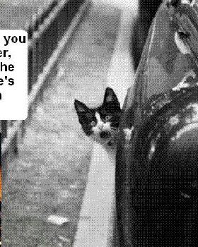 cat out of car