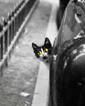 cat out of car 2