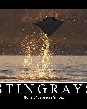 stingrays