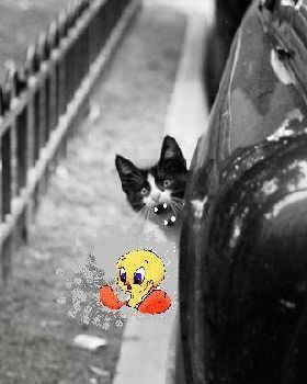 cat out of car1