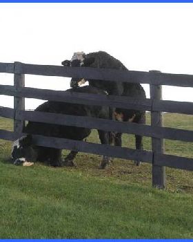 cow hump 2