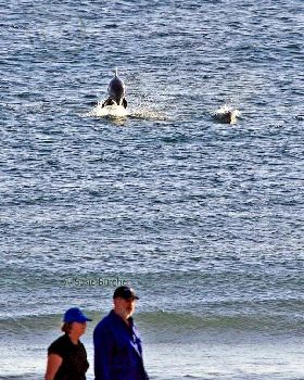 Dolphins at play