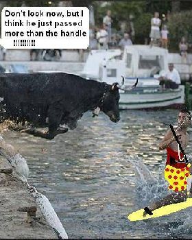 bull chasing guy 2