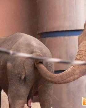elephant butt