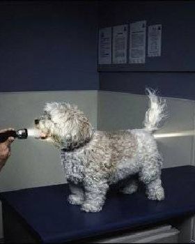 doglight