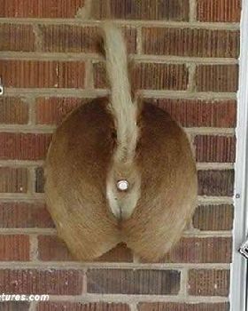 redneckdoorbell