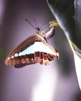 butterfly